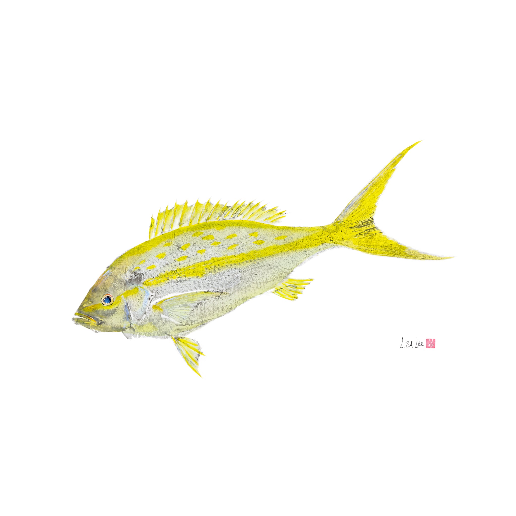 Yellowtail